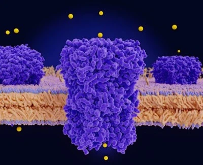 Spermidine tablets use | Shaanxi BLOOM Tech Co., Ltd Spermidine tablets use | Shaanxi BLOOM Tech Co., Ltd