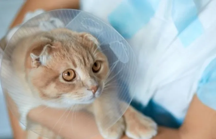 GS-441524 Success Rates And Clinical Outcomes | Shaanxi BLOOM Tech Co., Ltd GS-441524 Success Rates And Clinical Outcomes | Shaanxi BLOOM Tech Co., Ltd