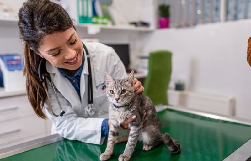 GS-441524 Potential For Complete Cure | Shaanxi BLOOM Tech Co., Ltd GS-441524 Potential For Complete Cure | Shaanxi BLOOM Tech Co., Ltd