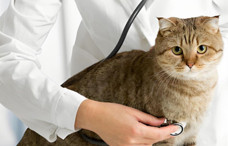 GS-441524 Evidence For Long-Term Remission | Shaanxi BLOOM Tech Co., Ltd GS-441524 Evidence For Long-Term Remission | Shaanxi BLOOM Tech Co., Ltd