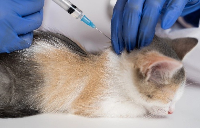 GS-441524 Factors Influencing Treatment Success | Shaanxi BLOOM Tech Co., Ltd GS-441524 Factors Influencing Treatment Success | Shaanxi BLOOM Tech Co., Ltd