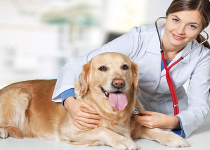 Fluralaner For sale | Shaanxi BLOOM Tech Co., Ltd Fluralaner For sale | Shaanxi BLOOM Tech Co., Ltd