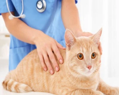 GS-441524 500mcg | Shaanxi BLOOM Tech Co., Ltd GS-441524 500mcg | Shaanxi BLOOM Tech Co., Ltd