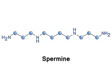 Spermidine Powder | Shaanxi BLOOM Tech Co., Ltd Spermidine Powder | Shaanxi BLOOM Tech Co., Ltd